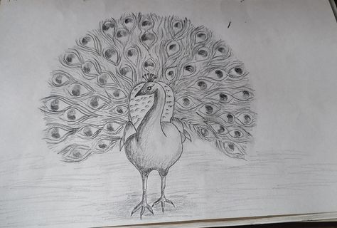 Peacock Colour Drawing Easy, Draw Peacock, Peacock Colour, Peacock Drawing, Peacock Photos, Colour Drawing, Pencil Sketch Drawing, Peacock Color, Sketch Drawing