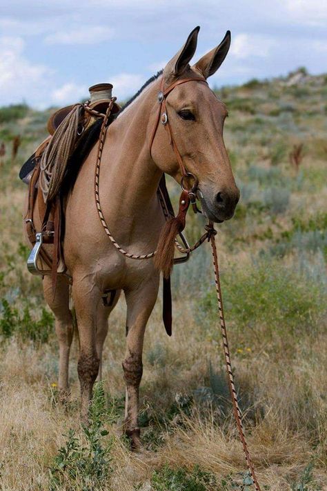 Francine Faye Morris on Mule Girl Mules Animal, All The Pretty Horses, Horse Crazy, Horse Photos, Pretty Horses, Horse Pictures, Horse Breeds, Horse Love, Horse Art