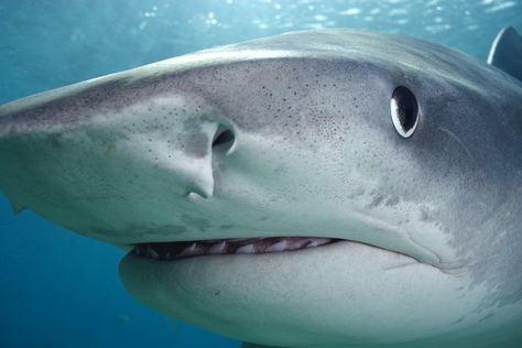 16 Weirdest Things Ever Found Inside a Shark's Stomach Shark Eyes, Tiger Shark, Sharks