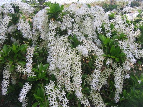 White Queen's Wreath (Petrea volubilis var. alba) Flowering Creepers, Petrea Volubilis, White Flowering Shrubs, Butterfly Plants, Sand Paper, Rare Flowers, Flowering Shrubs, White Gardens, Dream Garden