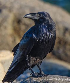 Your daily raven via Wendy Davis Photography FB #birdseed #birdfood #wildbirds #wildbirdscoop #birdwatchin Raven Images, Bird On A Branch, Raven Bird, Crow Art, Jackdaw, Raven Art, Crows Ravens, Black Crow, Bird Photography