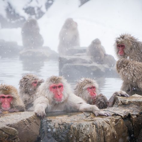 Japan Monkey Hot Springs, Japan Snow Monkeys, Japanese Snow Monkeys, Hot Spring Monkey, Monkeys In Hot Springs, Snow Monkeys Japan, Japan Monkey, Asian Monkey, Jigokudani Monkey Park