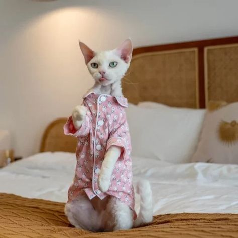 Pajamas for Cats · YESWARMG Cat Stroller, Sphynx Cat Clothes, Pet Cats, Luxury Cat, Dinosaur Costume, Cat Pajamas, Devon Rex, Perfect Night, Bunny Print