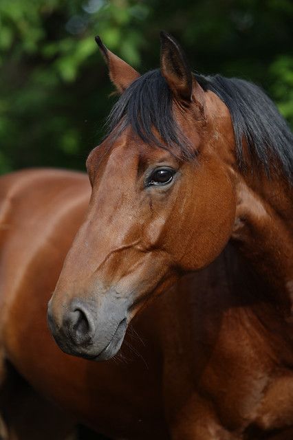 I M G 63 | It's my horse | Mikhail Kondrashov (fotomik) | Flickr Brown Horses, Bay Horses, Bay Horse, Most Beautiful Horses, Quarter Horses, Horse Face, Majestic Horse, Brown Horse, Horse Crazy