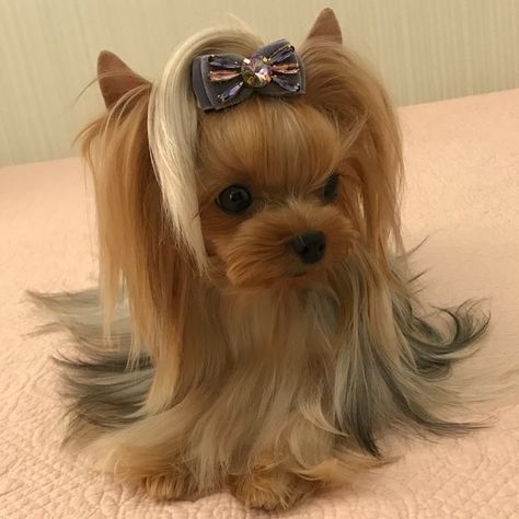 Yorkie Aesthetic, Grooming Yorkies, Yorkshire Terrier Grooming, Yorkie Cuts, Toy Yorkie, Yorkie Hairstyles, Yorkshire Puppies, Yorkie Haircuts, Morkie Puppies