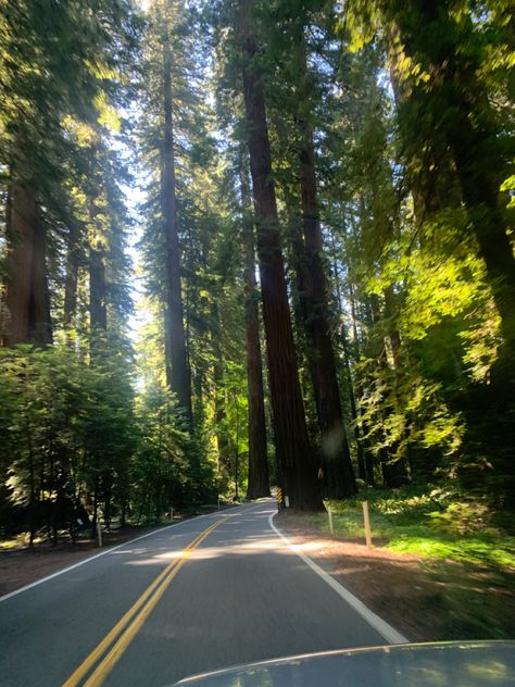 West Coast Road Trip Aesthetic, West Coast Summer, West Coast Aesthetic, Pnw Aesthetic, Coast Redwood, East Coast Usa, Center Parcs, Adventure Girl, The Redwoods