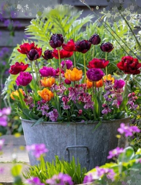 Spring Garden Decor, Spring Gardens, Sarah Raven, Potted Plants Outdoor, Spring Flowering Bulbs, Garden Containers, Spring Bulbs, Plant Combinations, Bedding Plants