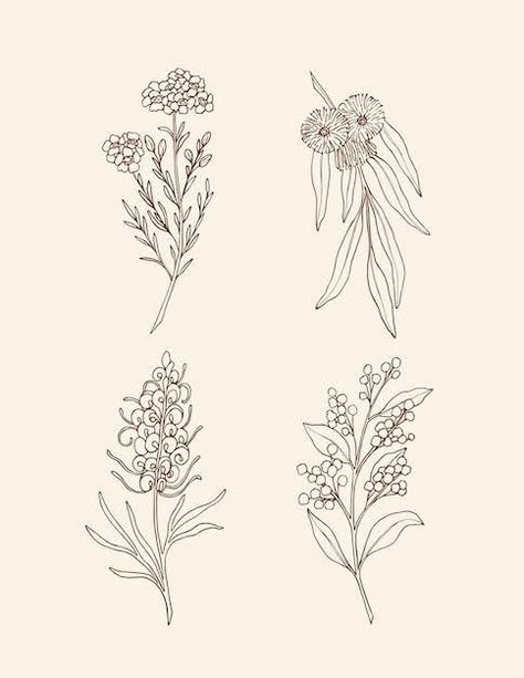 Australia Tattoo, Cream Tattoo, Australian Tattoo, Sunflower Tattoo Sleeve, Plant Sketches, Native Tattoos, Line Art Flowers, Flower Drawing Tutorials, Australian Flowers