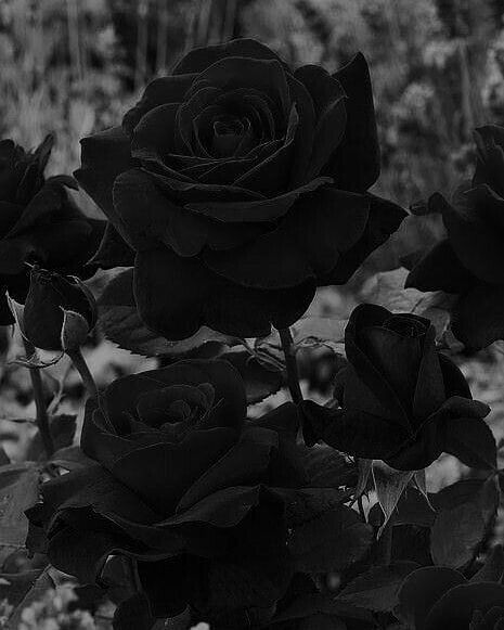 I really wish I lived in a forest where black roses bloomed and a blanket of stars lay above me. . Wanted to say thank you to everyone who supported my first YouTube video!  . If you could live anywhere where would you want to live? .  Photo is from Pinterest. .  ____________________________________ #pinlessgrenade #photography #goth #dark #wiccac #witch #black #blackroses #moody #pinterest #goth #gothgoth #gothic #darkgrammer #darkphoto #darkaesthetic #darkphotography #sombrebeings #blackismyst Black Roses, In The Garden, The Garden, The Story, Roses, Black And White, White, Black