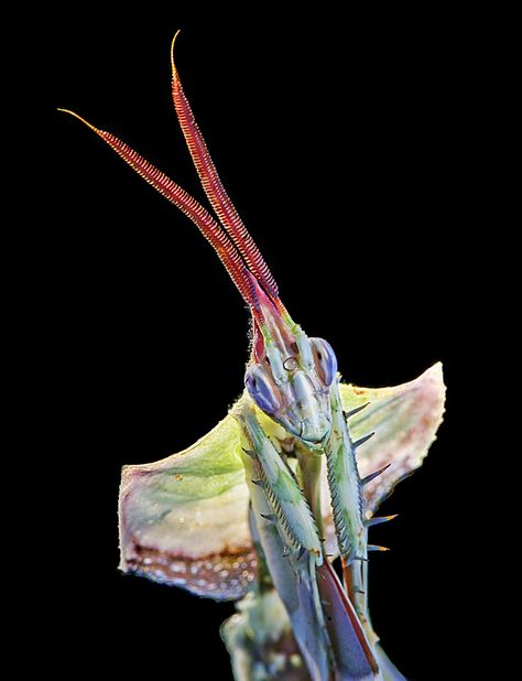 best viewed large Flower Mantis, Foto Macro, Cool Insects, Cool Bugs, A Bug's Life, Praying Mantis, Beautiful Bugs, Arthropods, Creepy Crawlies