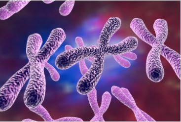 The effects of low-dose radiation on health are not fully understood. The term low dose radiation is generally used for absorbed doses of ionizing radiation less than 10 rem or 0.1 Sv. X Chromosome, Human Dna, Human Genome, Archaeology News, Genetic Mutation, Pulmonary Disease, Historical Events, Biology, Disease