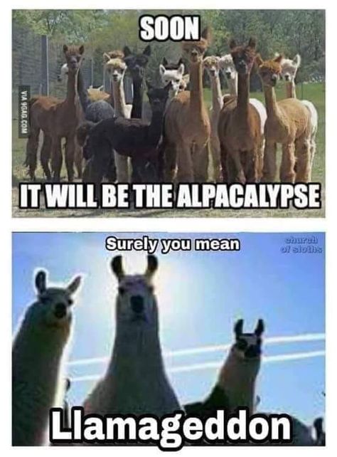 Dad joke memery:  Alpacalypse and Llamageddon Hilarious Puns, Cant Stop Laughing, Laughing Jokes, Memes Life, Meme Meme, Harry Potter Film, Bad Jokes, Hilarious Memes, Memes Humor