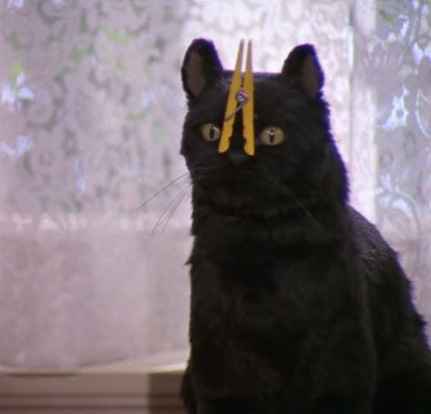 Todos los derechos reservados a sus respectivos autores. Salem Cat Quotes, Sabrina Cat Salem, Salem The Cat Quotes, Salem Cat Sabrina, Salem Quotes, Sabrina Cat, Sus Cat, Salem The Cat, Salem Saberhagen