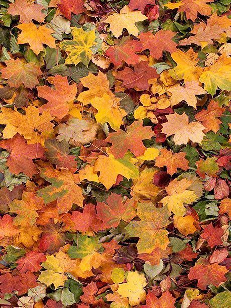 Leaf Pile, Leaves On The Ground, I Love Autumn, Fall Images, Colored Leaves, Printed Photo, Autumn Magic, Love Autumn, Photography Backgrounds