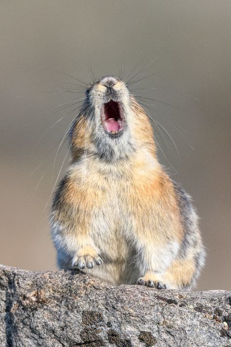 Colorado Pika (Ochotona princeps) / Pika du Colorado / Image by Hilary Bralove (hilarybralove) from flickr Pika Animal, American Pika, Hilarious Captions, Fuzzy Animals, Animal Behaviour, Cutest Animals, Animal Behavior, Sweet Animals, Rodents