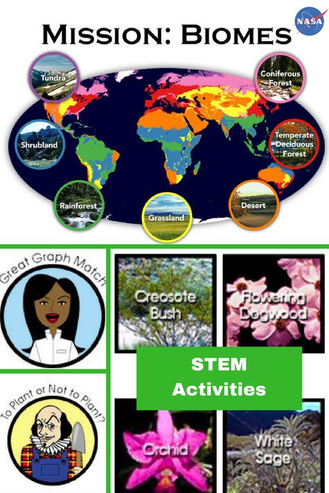 Biome Stem Activity, Biome Activities, Humans In Space, Biomes Activities, Ecosystem Activities, Temperate Deciduous Forest, Sun Science, Spy School, Homeschool Coop