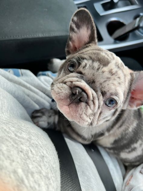 White Frenchie Puppy, Speckled French Bulldog, Frenchies Puppies, Baby French Bulldog, French Bulldog Breed, Cute Bulldog Puppies, Cute Small Dogs, Puppy Mom, Cutee Animals