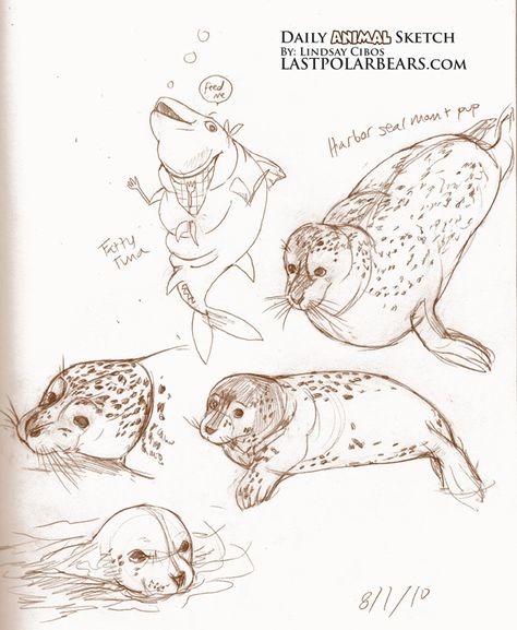 Zoo Animal Sketches, Harbor Seal Drawing, How To Draw A Seal, Seal Sketch, Seal Drawing, Animal Sketch, Drawn Fish, Draw Animals, Nature Sketch