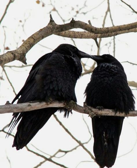 Crow love Blackbird Singing, Quoth The Raven, Crow Art, Black Birds, Jackdaw, Raven Art, Crows Ravens, Pics Art, Kraken