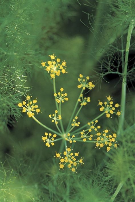 Edible Seeds, Attracting Beneficial Insects, Fine Gardening, Plant Aesthetic, Hardy Perennials, Beneficial Insects, Delicate Flowers, Fennel Seeds, Growing Herbs