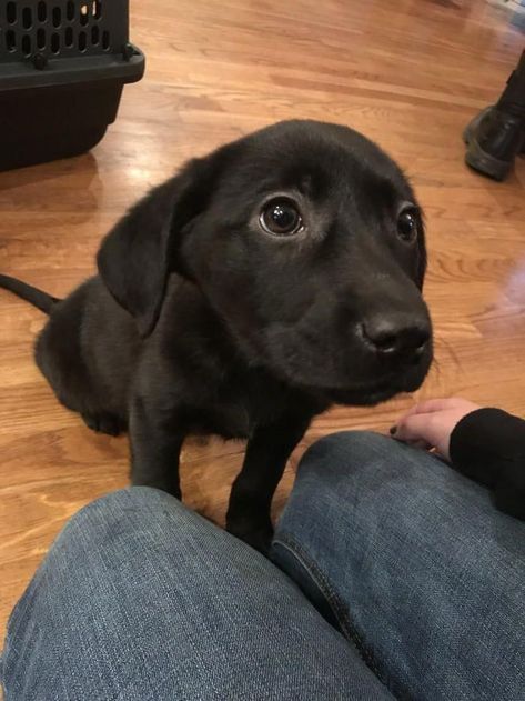 Labrador Noir, Black Puppy, Black Lab Puppies, Labrador Retriever Puppies, Lab Puppies, Cute Animals Images, Puppy Eyes, January 13, Retriever Puppy