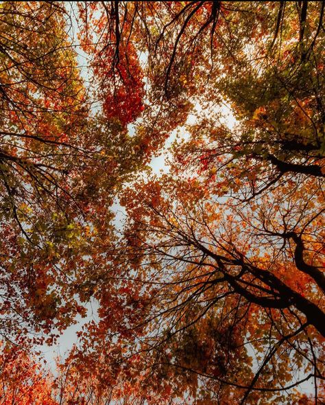 October Sky, Art Of Letting Go, Late Autumn, Little Cabin In The Woods, Changing Leaves, Seasons Of The Year, Anne Of Green Gables, Best Seasons, Autumn Cozy