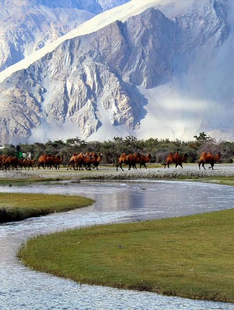 Nothing is more beautiful than Nubra Valley in Ladakh, Nubra valley is only place where one can find snow, river & dessert together. Incredible Ladakh Incredible India!! #ladakh #india #leh #himalayas #kashmir #travel #lehladakh #ladakhdiaries #mountains #travelphotography #ladakhtourism #incredibleindia #nature #photography #himachalpradesh #nubravalley #kargil #adventure #jammukashmir #royalenfield #explorewithgig #jammuandkashmir #instagram #ghumindiaghum PC:Unknown Nubra Valley, Ladakh India, Leh Ladakh, Travel Pictures Poses, Photography Challenge, Leh, Travel Tours, Incredible India, India Travel