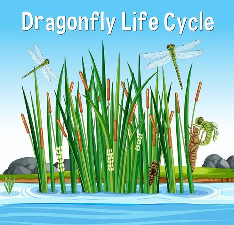 Dragonfly Life Cycle, Swamp Scene, Underwater Background, Mineral Water Bottle, Water Icon, Aqua Background, World Water Day, Waves Logo, Water Day