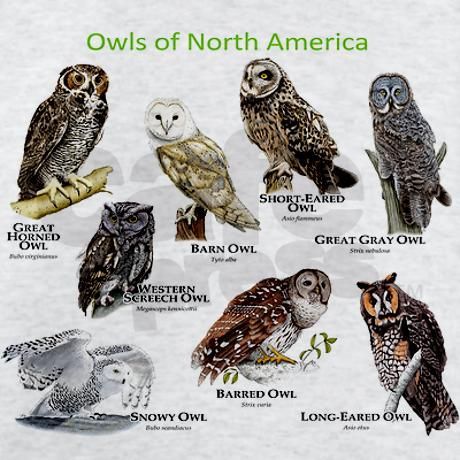 Baby Tortoise, Short Eared Owl, Long Eared Owl, Bird Identification, Great Grey Owl, Barred Owl, Young Animal, Snowy Owl, Cat Facts