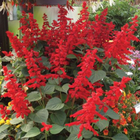 Salvia Saucy Red * Proven Winners * Zones 7-10 * A stunning new Salvia variety, with a neat, but vigorous plant habit, lush green foliage that is covered with sizzling scarlet-red flower spikes from April to November. Sterile and self-cleaning, no need to deadhead, always looks luxuriant yet tidy. Grows 2-3' x 2-3' * #daytonnursery #flowers Salvia Splendens, Red Salvia, Salvia Plants, Viburnum Opulus, Garden Catalogs, Bonsai Seeds, Plant Zones, Fire Flower, Flower Spike