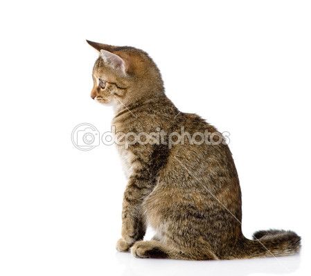 Cat profile — Stock Image #44205943 Animal Drawing Inspiration, Cat Poses, Profile Drawing, Cat Profile, Cat Body, Rome Antique, Cat Reference, Animal References, Image Chat