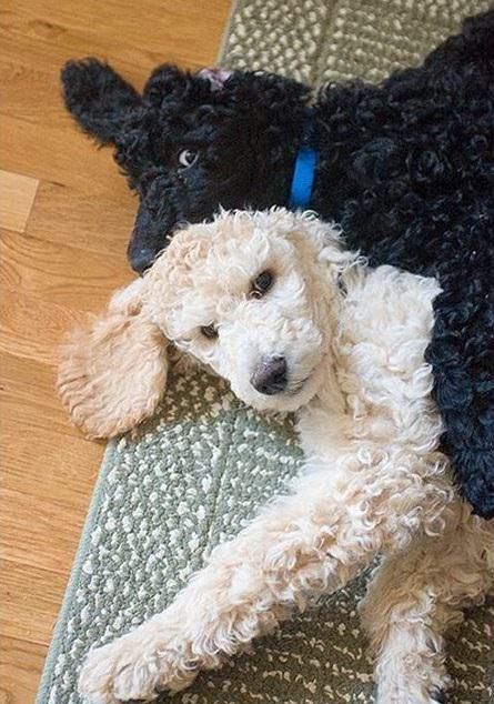 14 Reasons Poodles Are The Worst Indoor Dog Breed Of All Time | The Paws Puppy Pfp, Poodle Tattoo, Standard Poodle Puppies, Sketch Nature, Poodle Haircut, Animal Aesthetic, Poodle Toy, Animal Sketch, Poodle Puppy Standard