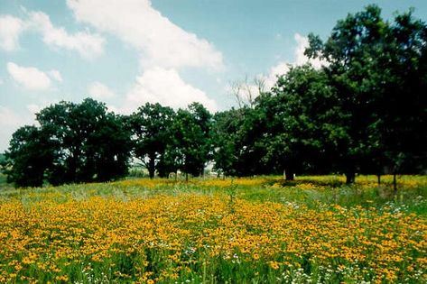 Native Plants used in Oak Savanna Restoration – CSB/SJU Oak Savanna, Savanna Illinois, Oak Office, Sacred Grove, Asclepias Incarnata, Golden Meadow, Prairie Planting, Sacred Groves, Swamp Milkweed