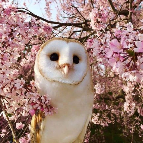 Regnul Animal, Pretty Animals, Fluffy Animals, Cute Animal Photos, Barn Owl, Cute Creatures, Sweet Animals, Animal Photo, Cute Little Animals