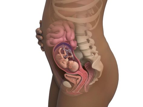 See an incredible illustration of what your developing baby looks like at 21 weeks. Fetal Development Week By Week, Pregnant Symptoms, 11 Weeks Pregnant, 21 Weeks Pregnant, 19 Weeks Pregnant, 23 Weeks Pregnant, 13 Weeks Pregnant, 27 Weeks Pregnant, 29 Weeks Pregnant