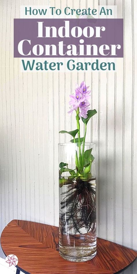 Hydroponic Glass Vase, How To Water Plants Up High, Indoor Aquatic Plants, Hanging Water Plants Indoor, Indoor Water Garden With Fish, Aquatic Plants Indoor Water Garden, Plants That Can Live In Water, Plants In Water Vase, Plants That Grow In Water Indoor