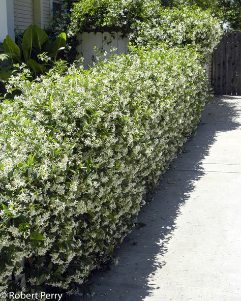 Star jasmine - Inland Valley Garden Planner Jasmine Hedge, Rose Garden Design Ideas, Jasmine Ground Cover, Jasmine Bush, Trachelospermum Jasminoides, Jasmine Star, Rose Garden Design, Jasmine Plant, Waterwise Garden