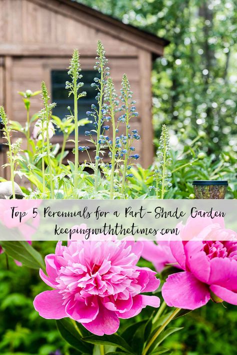 My Top 5 Perennials For Partial Shade Gardening - Keeping With The Times Partial Shade Perennials, Landscaping Perennials, Shade Perennial Garden, Suburban Farm, Shade Flowers Perennial, Part Shade Perennials, Part Sun Perennials, Partial Shade Flowers, Part Shade Flowers