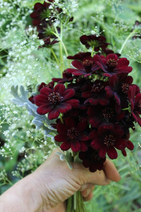 Garden Chocolate cosmos for a great accent color. Chocolate Cosmos Bouquet, Jaidyn Aesthetic, Cosmos Centerpiece, Chocolate Cosmos Flower, Fav Flower, Nouveau Wedding, Chocolate Cosmos, Art Nouveau Weddings, Dahlia Bouquet