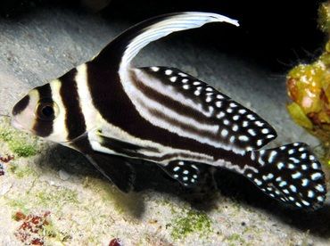 Spotted Drum - Equetus punctatus - Cozumel, Mexico Striped Fish, Tropical Aquarium, Underwater Animals, Ocean Fishing, Deep Blue Sea, Private Beach, Drag Queens, Cozumel, Salt And Water