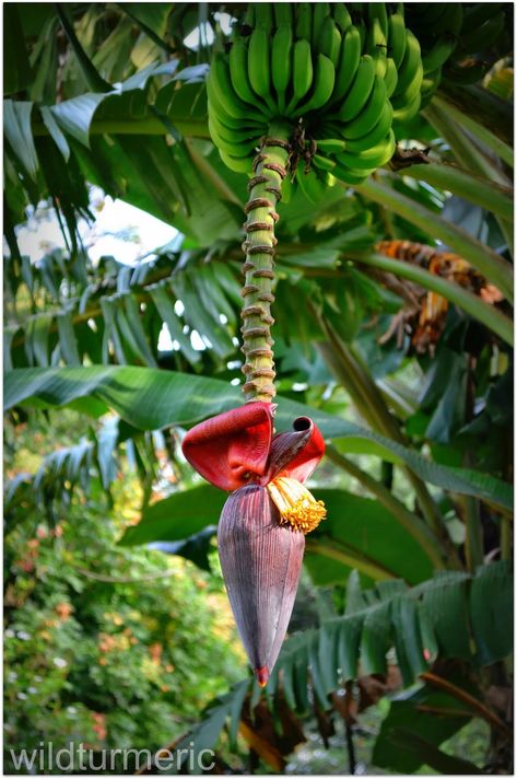 5 Top Health Benefits of Banana Flower | Banana Blossom Hawaiian Flower Arrangements, Citrus Slice, Banana Health Benefits, Banana Plant, Hotel Flowers, Banana Blossom, Balloons Flowers, Banana Benefits, Banana Flower