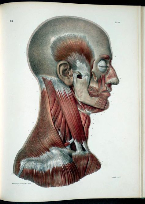 Neck Muscle Anatomy, Anatomy Images, Head Anatomy, Facial Anatomy, Face Anatomy, Human Body Anatomy, Human Anatomy Drawing, Muscle Anatomy, Anatomy Poses