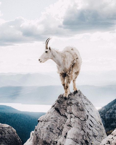 Mountain Goats Climbing, Animals With Horns, Montana Usa, Mountain Goat, Majestic Animals, Us National Parks, Travel Instagram, Animal Planet, Wildlife Art