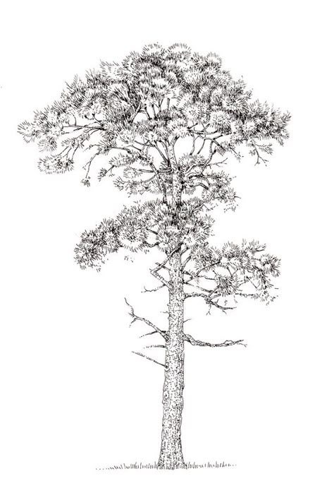 Pine Illustration, Scots Pine, Pinus Sylvestris, White Pine Tree, Holly Tree, Tree Sketches, Lone Tree, Ancient Tree, Salou