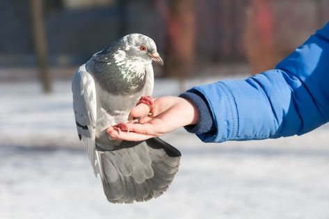 Whether you keep pigeons for homing and racing purposes or just as pets, basic care is similar. Of course, those used for specific purposes require training. Baby Pigeon, Pet Pigeon, Racing Pigeons, The Pigeon, Bird Care, Pet Bird, How To Take, Pigeon, Of Course