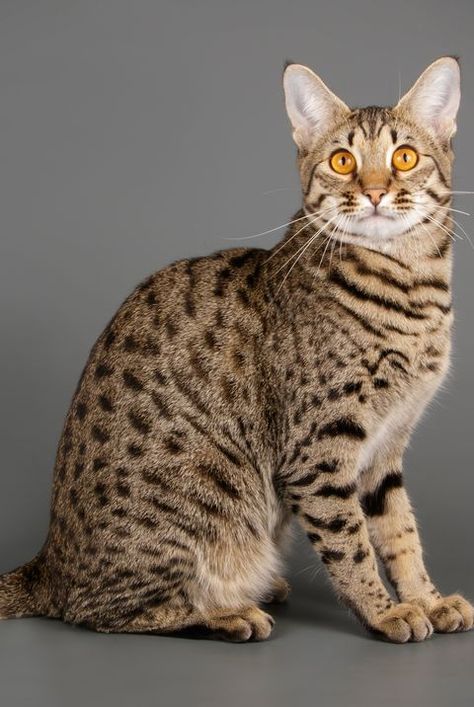 large cat breeds Large Cat Breeds, Hybrid Cat, Rare Cats, Savannah Cat, Siberian Cat, Norwegian Forest Cat, Domestic Cat, Bengal Cat, Large Cats