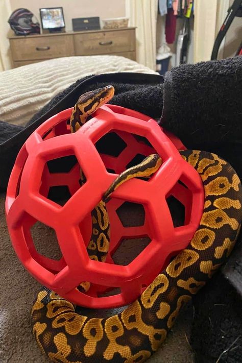 Hol-ee Roller Dog Ball with Ball Python Reptile Enrichment, Snake Enclosure, Chinese Water Dragon, Pet Snakes, Whites Tree Frog, Snake Tank, Blue Tongue Skink, Pet Ferret, Reptile Terrarium