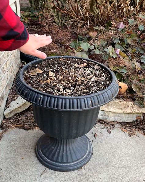 Ever wondered how to sprinkle a touch of winter magic on your porch in just 10 minutes? 🌲✨ Uncover the secrets to crafting a quick and easy winter porch pot with everyday items. Elevate your outdoor decor effortlessly and embrace the charm of the season with this speedy DIY guide! #WinterDecor #DIY #PorchPot Diy Christmas Pots, Winter Garden Pots Outdoor, Christmas Outdoor Pot Ideas, Christmas Front Porch Pots & Planters, Outdoor Winter Pots Decorating Ideas, Winter Topiary Outdoor, Diy Big Planters Pots Outdoor, Potted Evergreens Front Porches, Diy Christmas Pots Outside