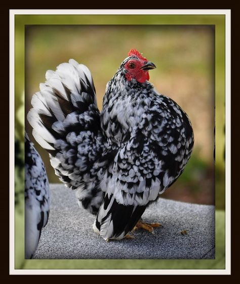 Got my first pair of Seramas tonight, so excited! They are beautiful!!!! Serama Chicken, Bantam Chicken Breeds, Cochin Chickens, Yard Chickens, Breeds Of Chickens, 4h Projects, Farm Chickens, Chicken Poop, Bantam Chickens