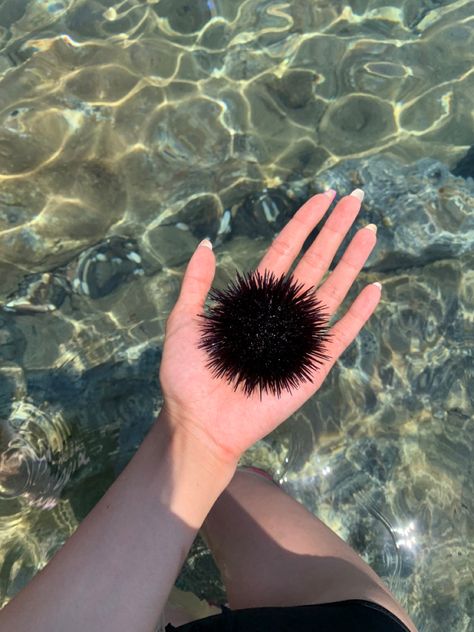 Sea Urchin Aesthetic, Lisa Core, Ocean Projects, Sea Holiday, Water Creatures, Sea Urchins, Zadar, Sea Urchin, Marine Biology